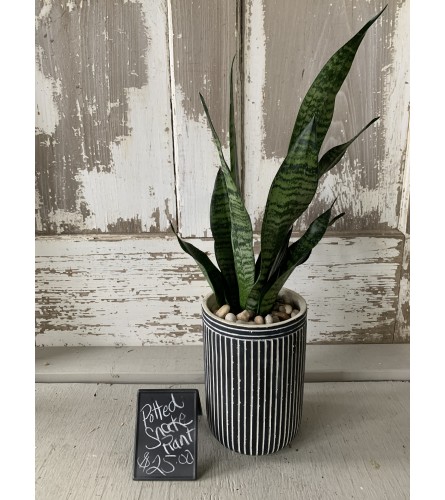 Tuxedo Snake Plant