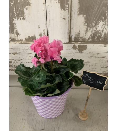 Ruffled Pink Cyclamen. An arrangement by Metcalfe Florist and Pleasant View Greenhouses.
