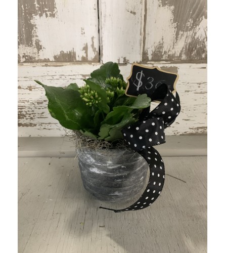 Kalanchoe in Concrete Pot. An arrangement by Metcalfe Florist and Pleasant View Greenhouses.
