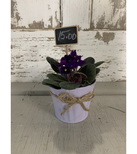 African Violet in Tweed Tied Planter. An arrangement by Metcalfe Florist and Pleasant View Greenhouses.