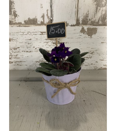 African Violet in Tweed Tied Planter