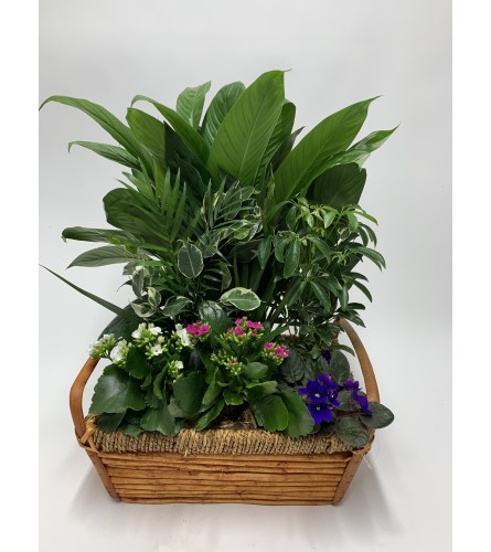 Basket full of plants