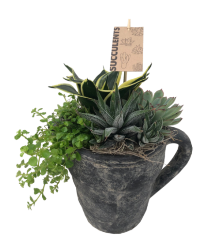 Pitcher Succulent Planter. An arrangement by Owen Sound Flowers.