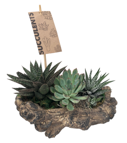 Log Succulent Planter