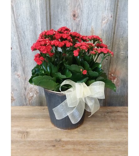 FM - Blooming Kalanchoe Plant