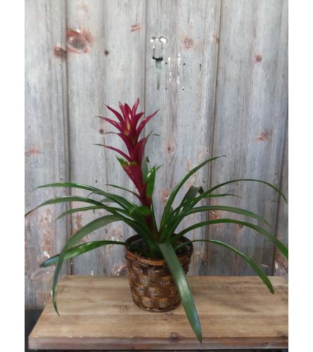 FM - Bromeliad Plant