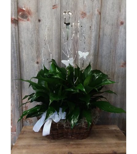 FM - Peace Lily Plant Garden