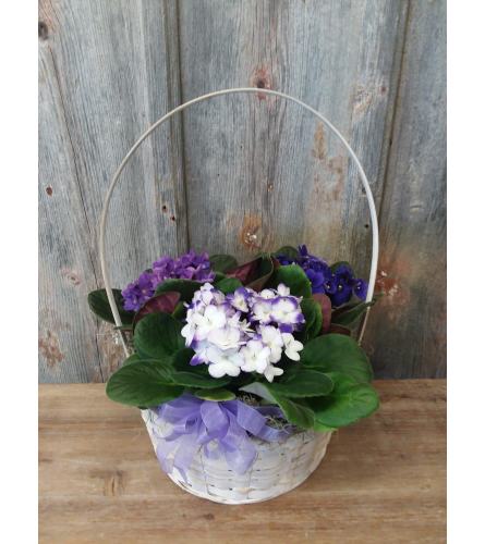 FM - Vibrant Violet Plant Basket