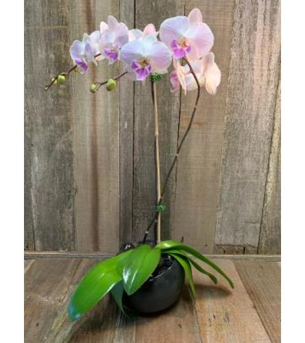 Classy Orchids