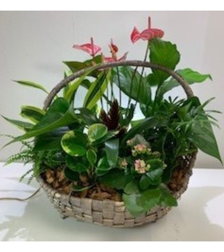 Flowering & Green Plants in a Basket