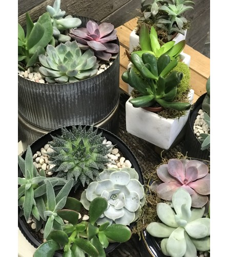 Donato's Succulents