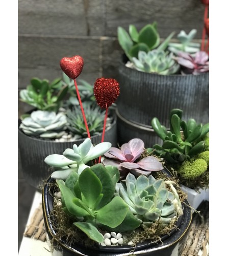 Donato's Valentine's Succulents