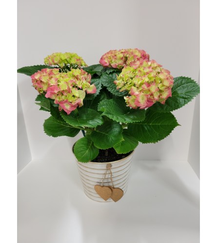 Pink Hydrangea Plant In Gold Heart Planter