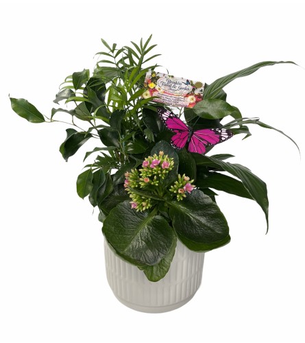 Round Tropical Dish Gardens