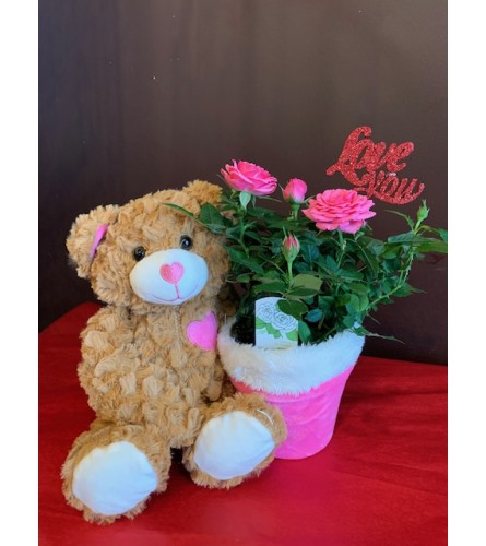 Teddy Bear Rose Plant