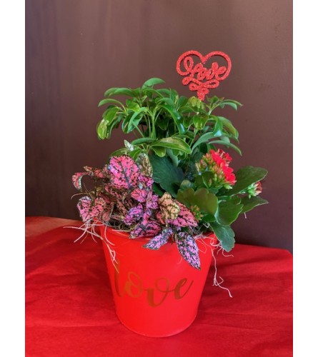 Love Planter. An arrangement by Petals.