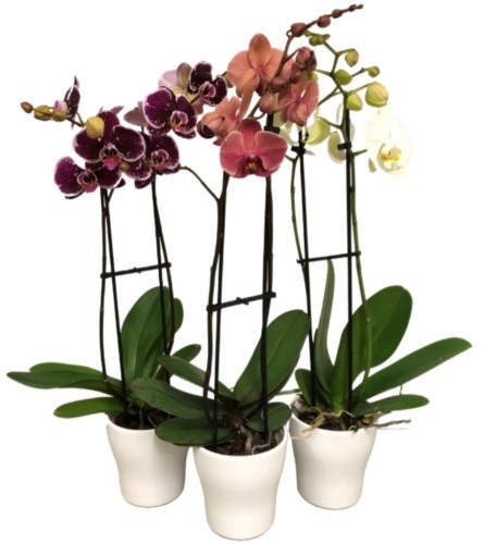 Fashionable Orchids