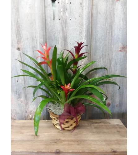 FM - Bromeliad Triple Plant Basket