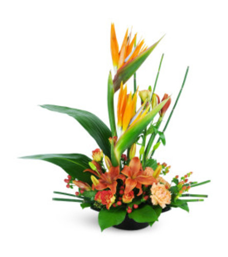 birds of paradise arrangement