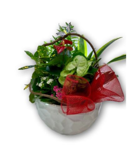 Planter with a Red Bow in Ceramic Pot