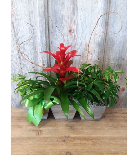 FM - Dream Green Plant Trio