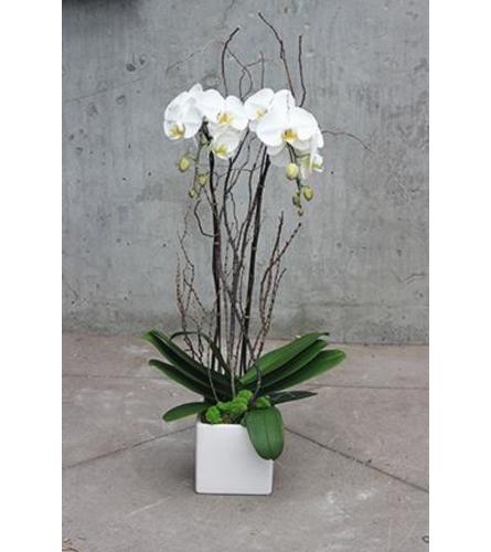 Double Stem White Orchid 2021