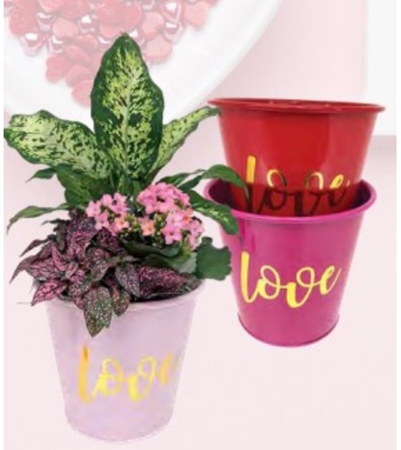 8" Love Kalanchoe Planter