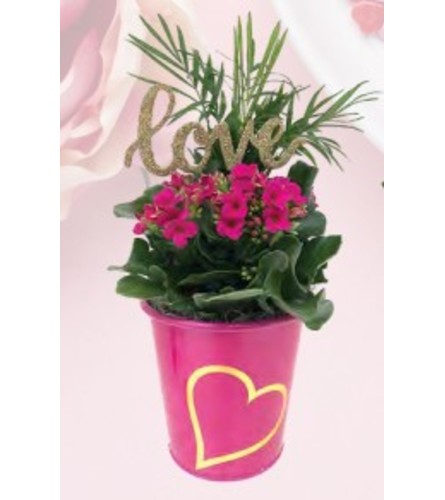 5" Kalanchoe Heart Planter