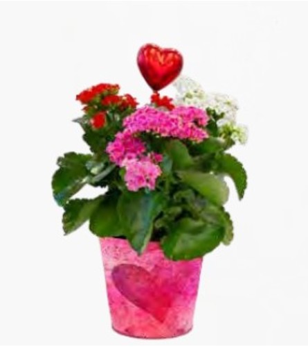 6 Kalanchoe Multicolour Planter. An arrangement by Lori's Hearts and Flowers.