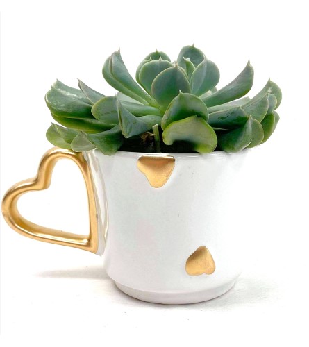 Tea Cup Of Love