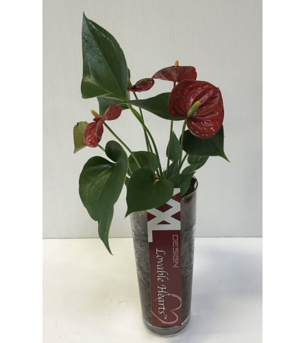 Anthurium splender