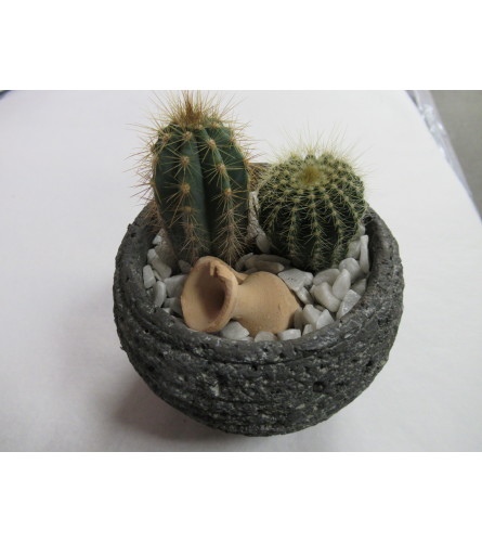 Cactus in love garden