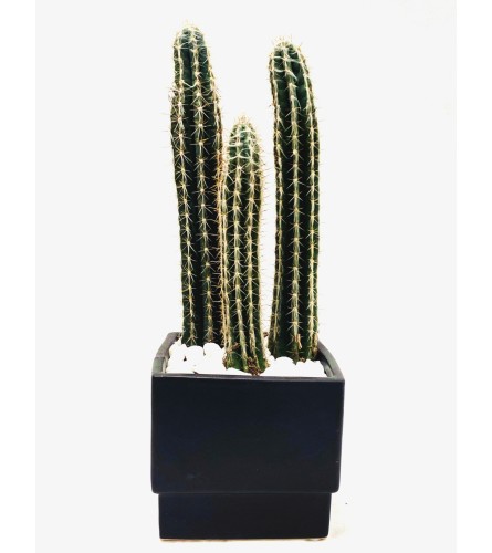 Eye-catching Cacti