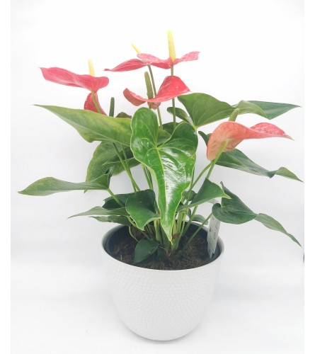 Blooming Hearts Anthurium Planter. An arrangement by The Garden Gate Gifts and Florals.