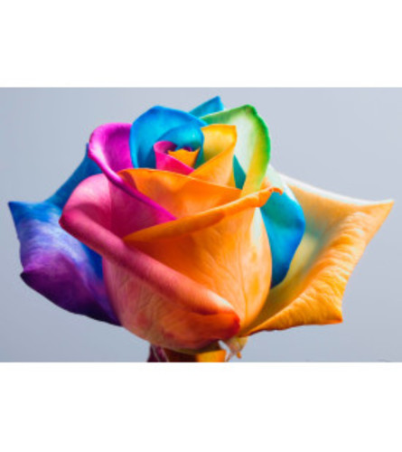 DOZEN RAINBOW ROSE BOUQUET