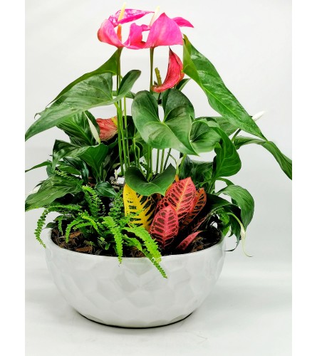 Lush Anthurium Garden. An arrangement by The Garden Gate Gifts and Florals.