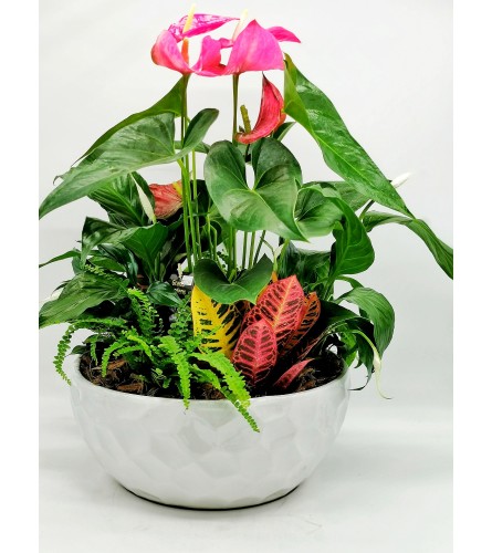 Lush Anthurium Garden