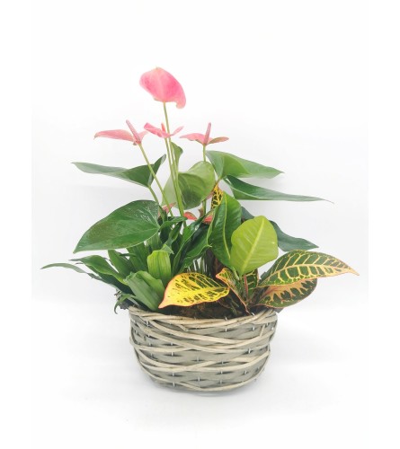 Oval Wicker Planter