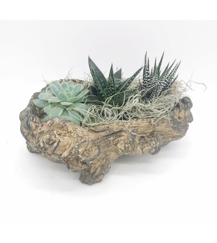 Rustic Log Succulents