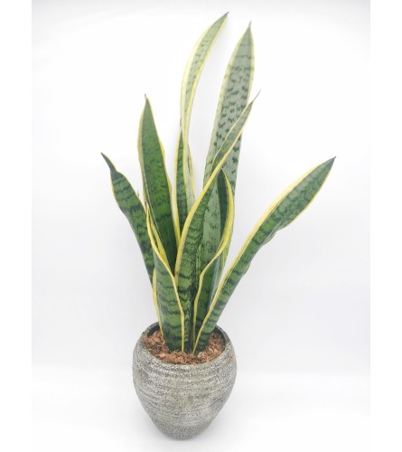 Sandy Sansevieria Planter