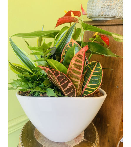 Large Anthurium Eillen Planter. An arrangement by Marianna's Flower Island.