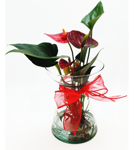 Red Aquatic Anthurium