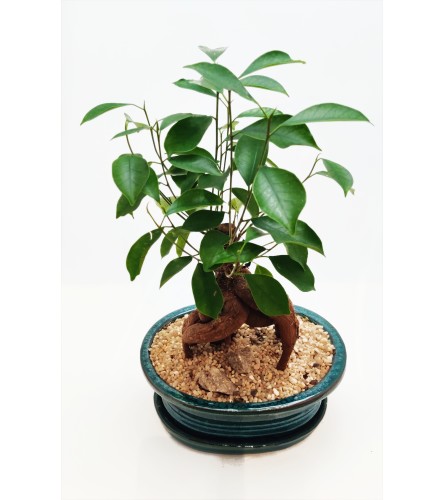 Bonsai Tree - Ginseng Ficus - 7"