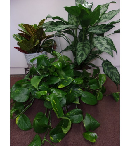 Green Plant - Let us choose!