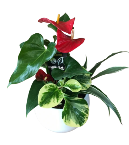 Flamingo Flower Planter