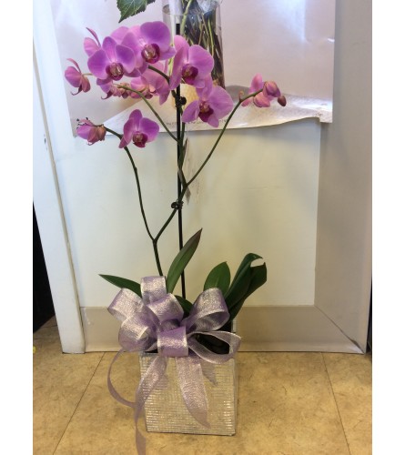 Orchid  plant with any colours