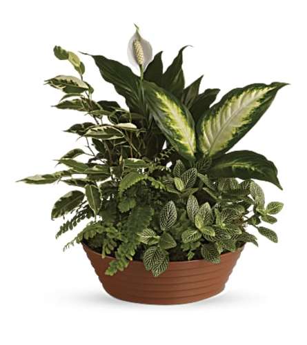 Indoor Gardens