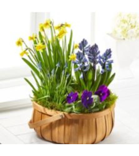 Spring Bulb Planters