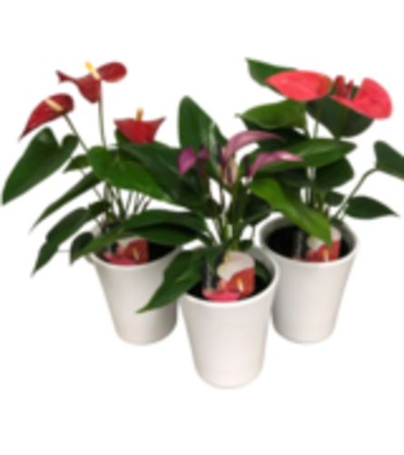 Single Anthurium Ceramic pot