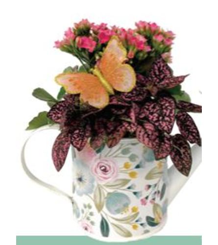 Darcy Watering Can Dishgarden. An arrangement by Anderson Flowers.
